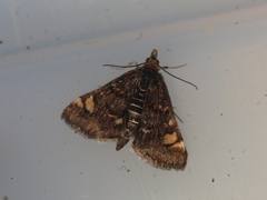 Pyrausta porphyralis