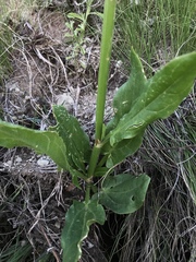 Rumex woodii