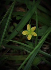 Hypericum parvulum