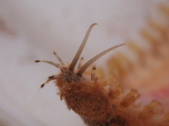 Lepidonotus squamatus