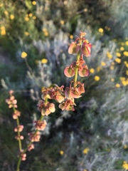Rumex woodii