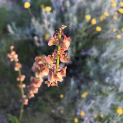 Rumex woodii