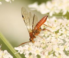 Tenthredopsis nassata
