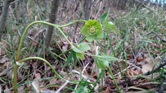 Helleborastrum