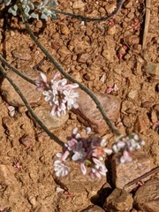 Eriogonum kennedyi austromontanum