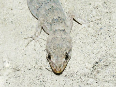 Altiphylax stoliczkai