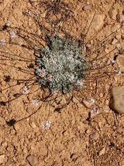 Eriogonum kennedyi austromontanum