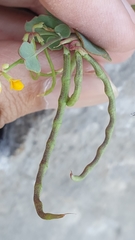 Coronilla scorpioides image