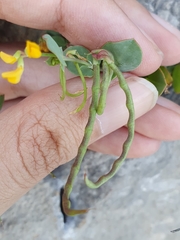 Coronilla scorpioides image