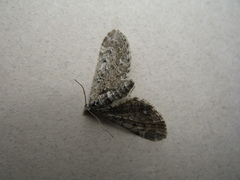 Eupithecia russeliata