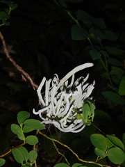 Exobasidium parvifolii