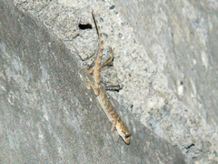 Altiphylax stoliczkai