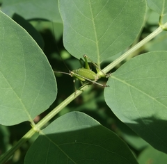 Leptophyes punctatissima