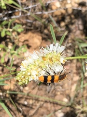 Trichodes bibalteatus