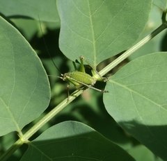 Leptophyes punctatissima