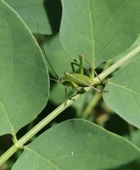 Leptophyes punctatissima