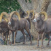 Rocky Mountain Bighorn Sheep - Photo (c) rwcannon57, some rights reserved (CC BY-NC)