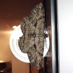 Peribatodes rhomboidaria