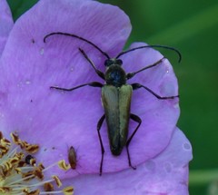 Lepturobosca chrysocoma