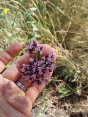 Origanum vulgare