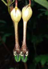 Ceropegia oculata