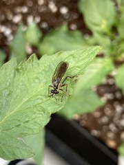 Dioctria hyalipennis