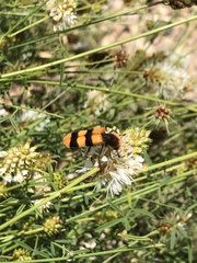 Trichodes bibalteatus