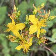 Hypericum × desetangsii