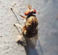 Cardopomyia robusta