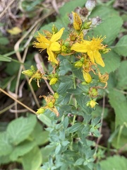 Hypericum × desetangsii