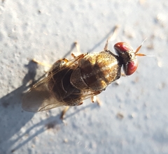 Cardopomyia robusta