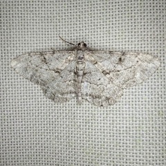 Peribatodes rhomboidaria