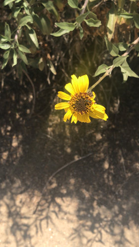 iNaturalist observation photo of California brittlebush