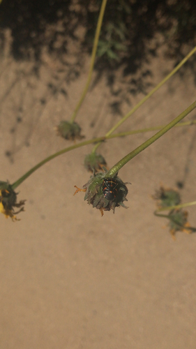 iNaturalist observation photo of Harlequin Bug