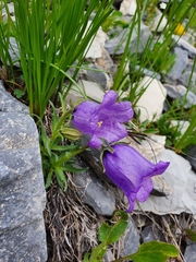 Campanula alpestris