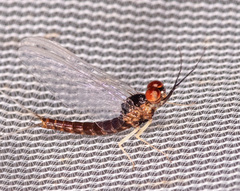Ephemerella needhami