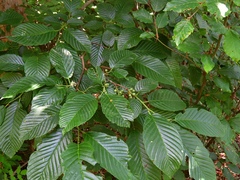 Rhamnus fallax
