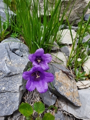 Campanula alpestris