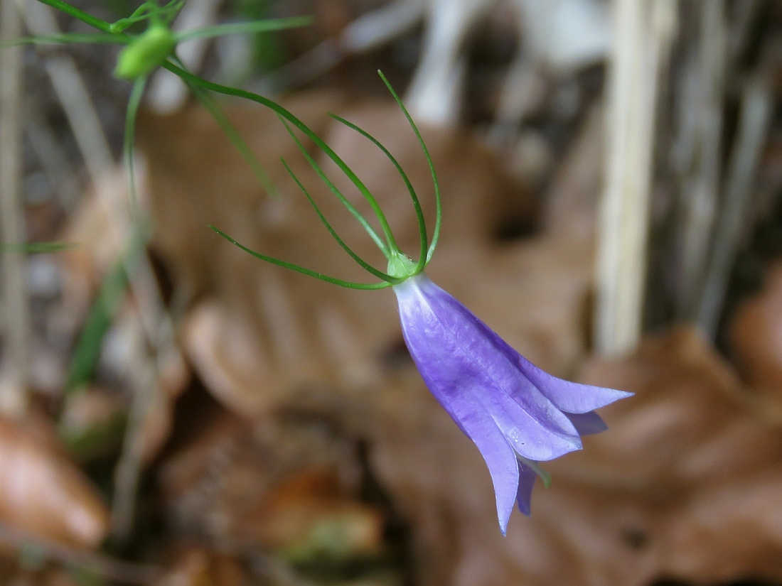 Campanula carnica