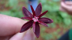 Asclepias melantha