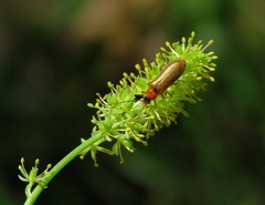 Rhagonycha lutea