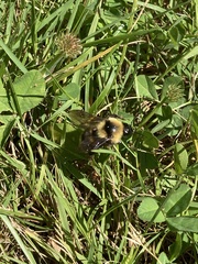 Bombus insularis