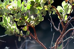 Arctostaphylos pringlei drupacea