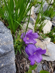 Campanula alpestris