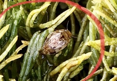 Laccophilus maculosus