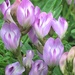 Bodin's Milkvetch - Photo (c) rsealy, some rights reserved (CC BY-NC), uploaded by rsealy