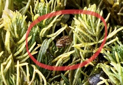 Laccophilus maculosus