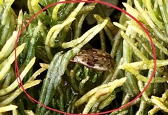 Laccophilus maculosus