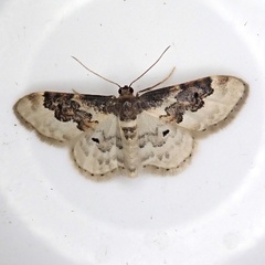 Idaea rusticata