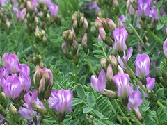 Astragalus bodinii